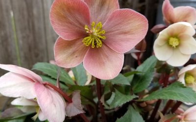 Magical Helleborus for Me